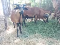 Widder, Cameroon sheep — Foto 1