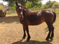 母马, Horses — 照片 2