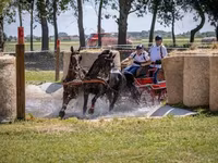 At, Hungarian horse breed — foto 2