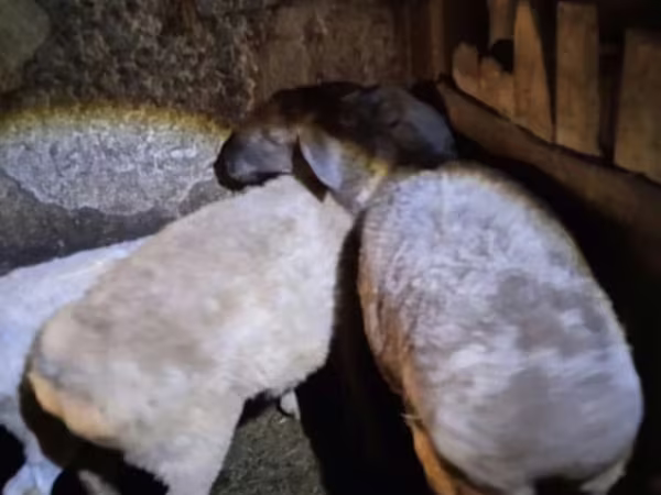 雌羊, Adal sheep