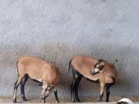 Qoyun, Cameroon sheep — foto 1