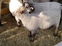 Brebis, Shroshire sheep — photo 2