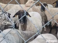 Schaf, Tsigai sheep — Foto 1