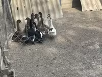 Ducks — fotografija 5