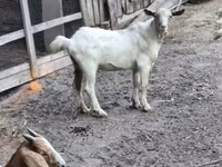 Ziegenbock, Ziegen — Foto 2