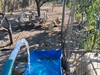 Geese — fotografija 3