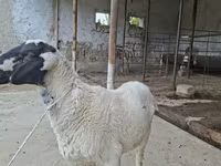 मेढ़ा, Blackheaded Persian sheep — फ़ोटो 4