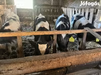 Touro, Raça Holstein — foto 2