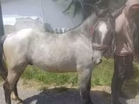 Cavalo, Cavalos — foto 4