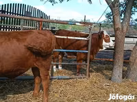 Bovinos (lote, sexo não especificado), Vaca Limousine — foto 6