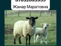 Ovan, Gorkov sheep — fotografija 2