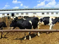 Krava, Yaroslavl cattle — fotografija 3