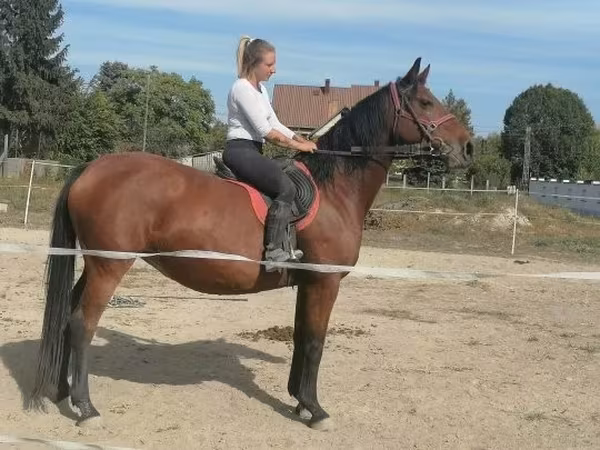 Kobyła, Hungarian horse breed