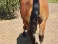 Horse (M), Horses — photo 3