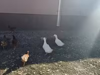 Chickens — foto 6