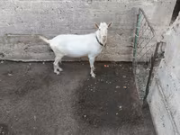 Kozioł, Saanen goat — zdjęcie 2