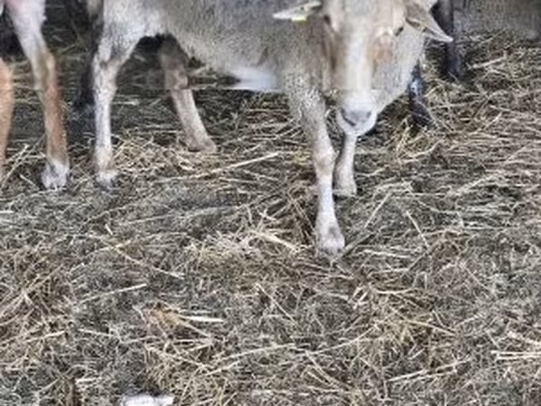 Owca, Owce — Węgry