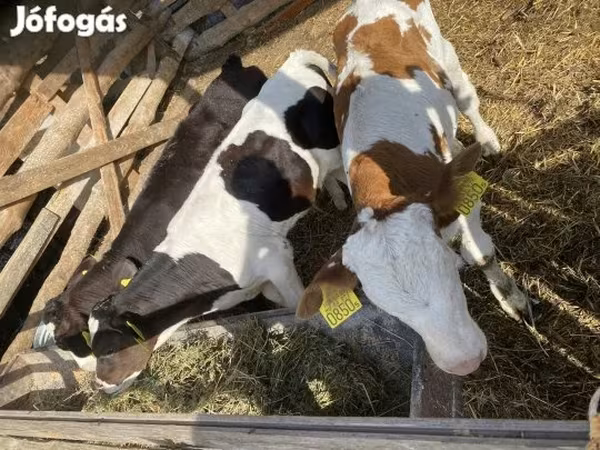 公牛, Simmental cattle