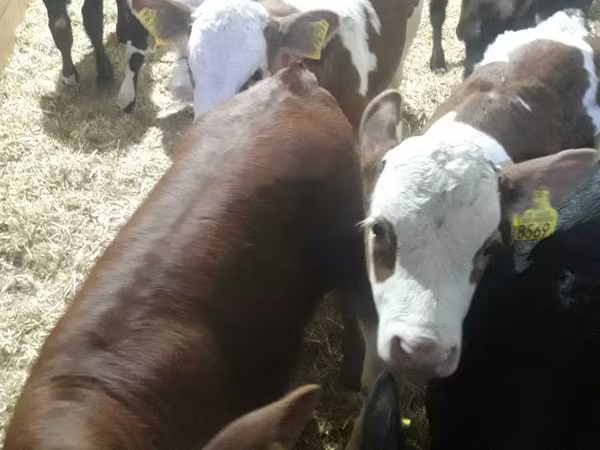 牛只（批次，未指定性别）, Simmental cattle