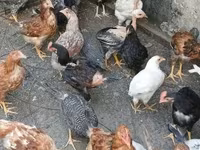 Chickens — الصورة 1