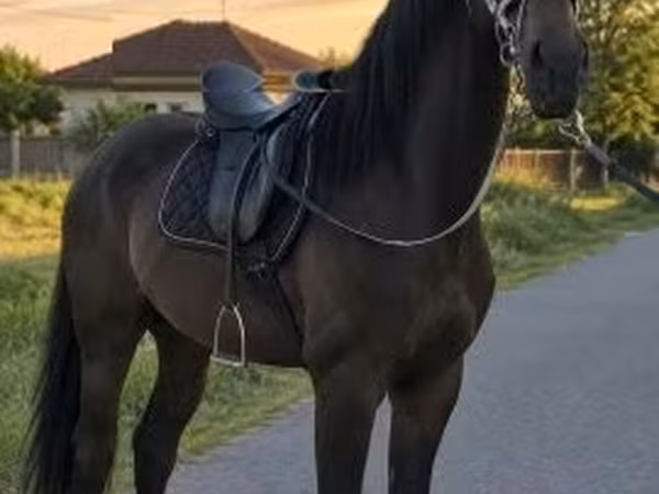 Jument, Chevaux