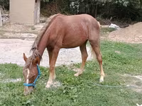 Kobila, French Trotter — fotografija 3