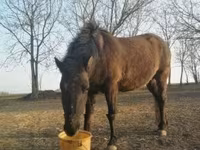 At, Hucul pony — foto 2