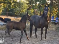 Mare, Lipizzaner — photo 2