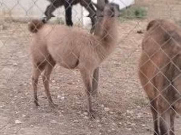 Koń, Konie — Węgry