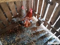Chickens — Foto 2