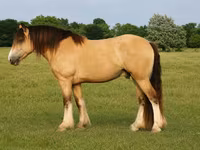 Pastuv, Gypsy horse — fotografija 1
