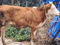 Cow, Simmental cattle — photo 6