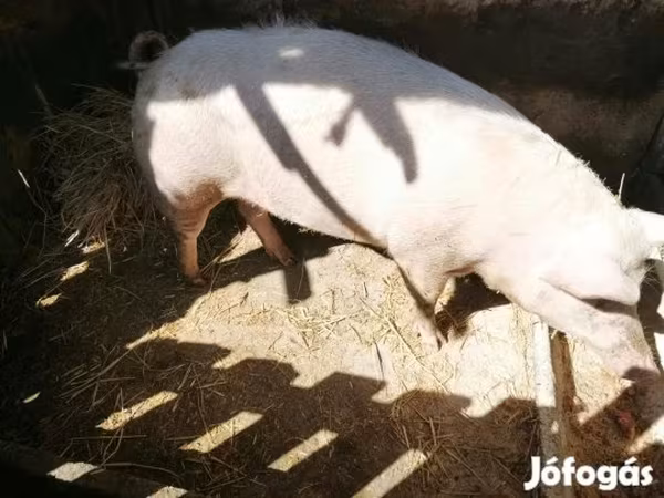 雌豚, Крупная белая
