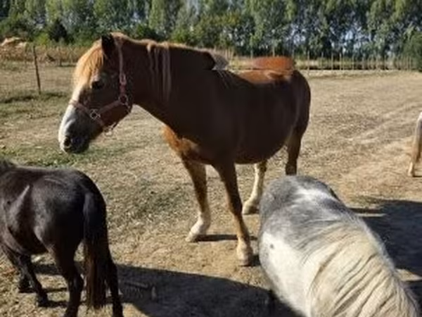 Stute, Pferde