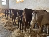 Buğa, Mal-qara — foto 5