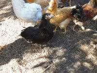 Chickens — zdjęcie 6