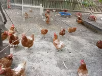 Chickens — Foto 2