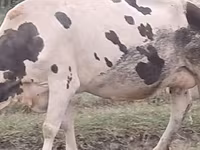 Krava, Russian Black pied cattle — fotografija 2