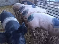 Eber, Schweine — Foto 1