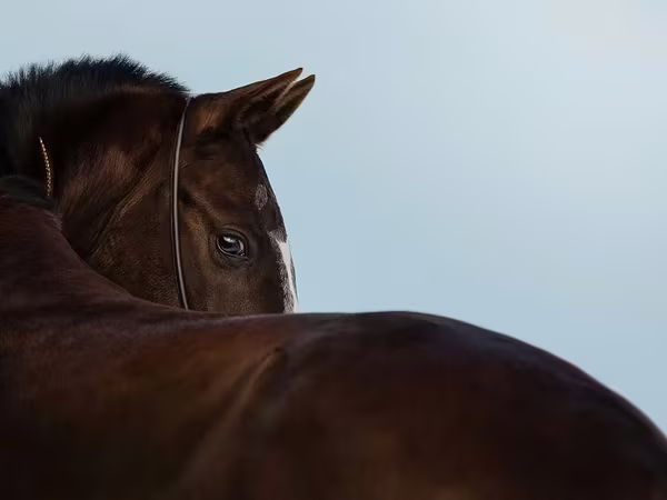 Kobila, Akhal-Teke