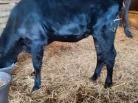 Kuh, Aberdeen-Angus — Foto 1