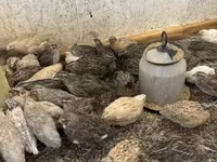 Quails — photo 1