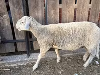 كبش, Merino sheep — الصورة 1