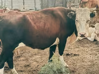 Vaca, Hereford — foto 2