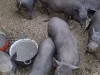 Sow, Pigs — photo 3