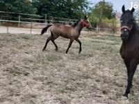 Stute, Lipizzaner — Foto 5