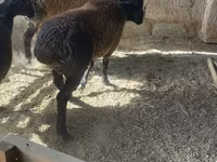Qoʻchqor, Rhon sheep — 6-rasm