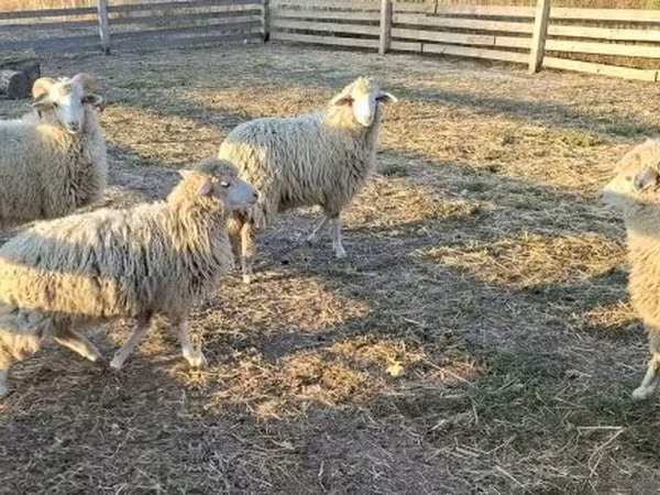 Bélier, Moutons — Hongrie