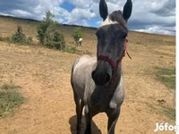 Caballo, Caballos — foto 1