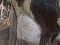 Теке, Alpine goat — 2-сурет